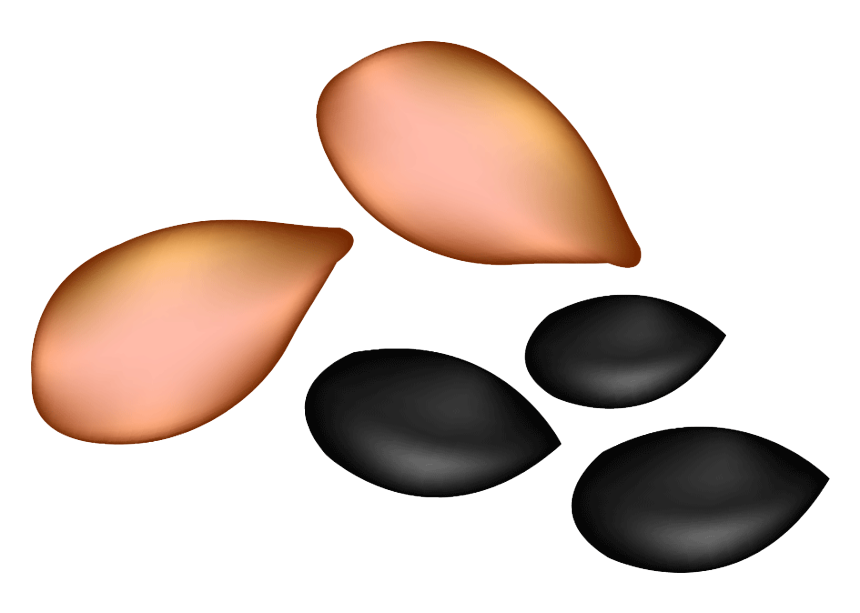 seed_transparent.png